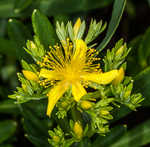 Bushy St. Johnswort